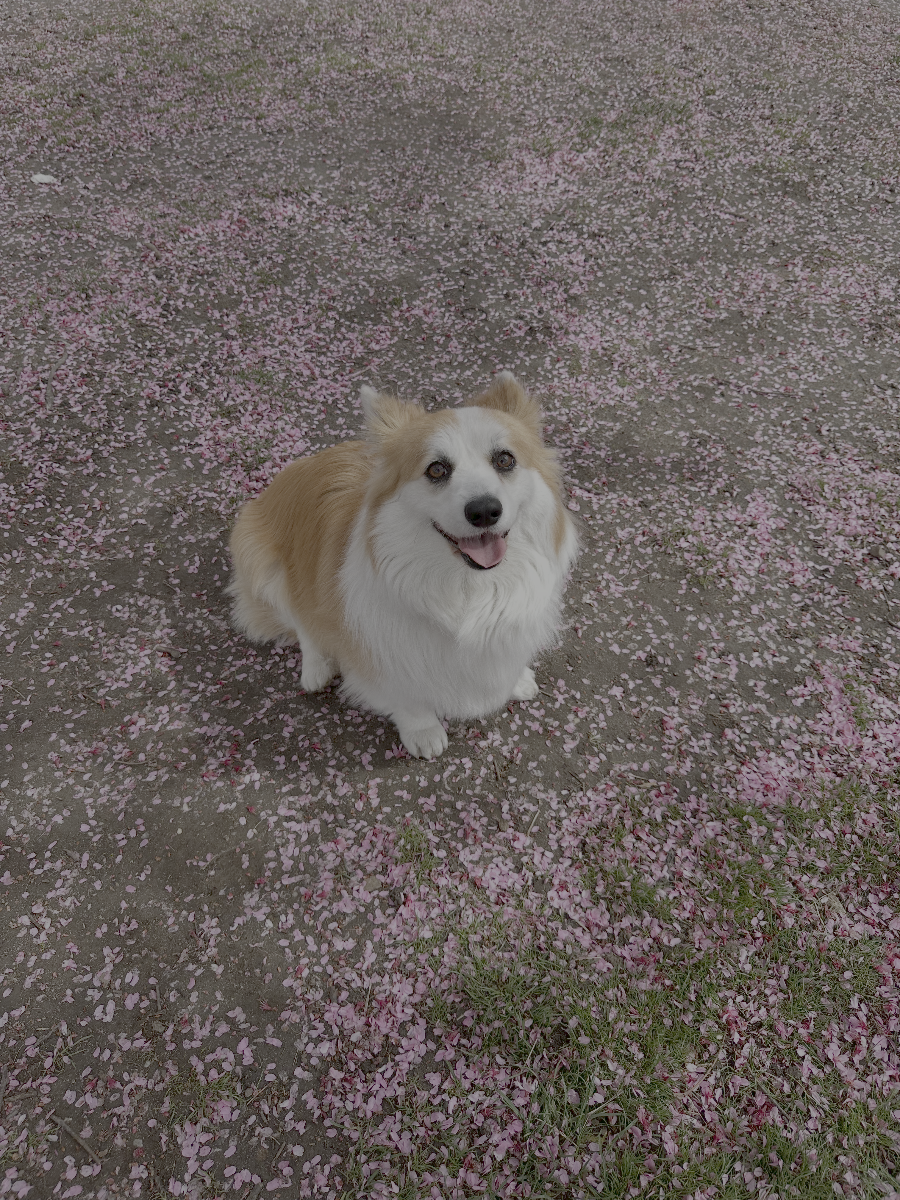 Bomi the dog surrounded by cherry blossom petals
